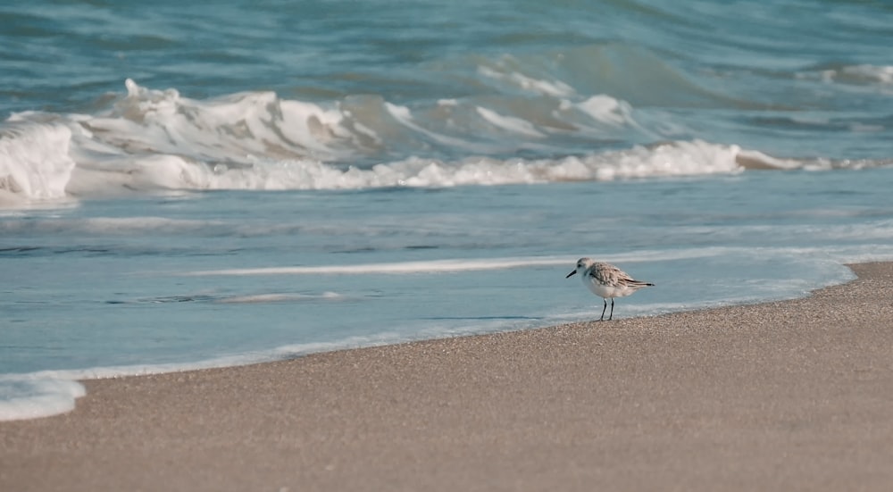 white bird perch on gray sands beside a body of water