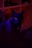 selective focus photography of black cat