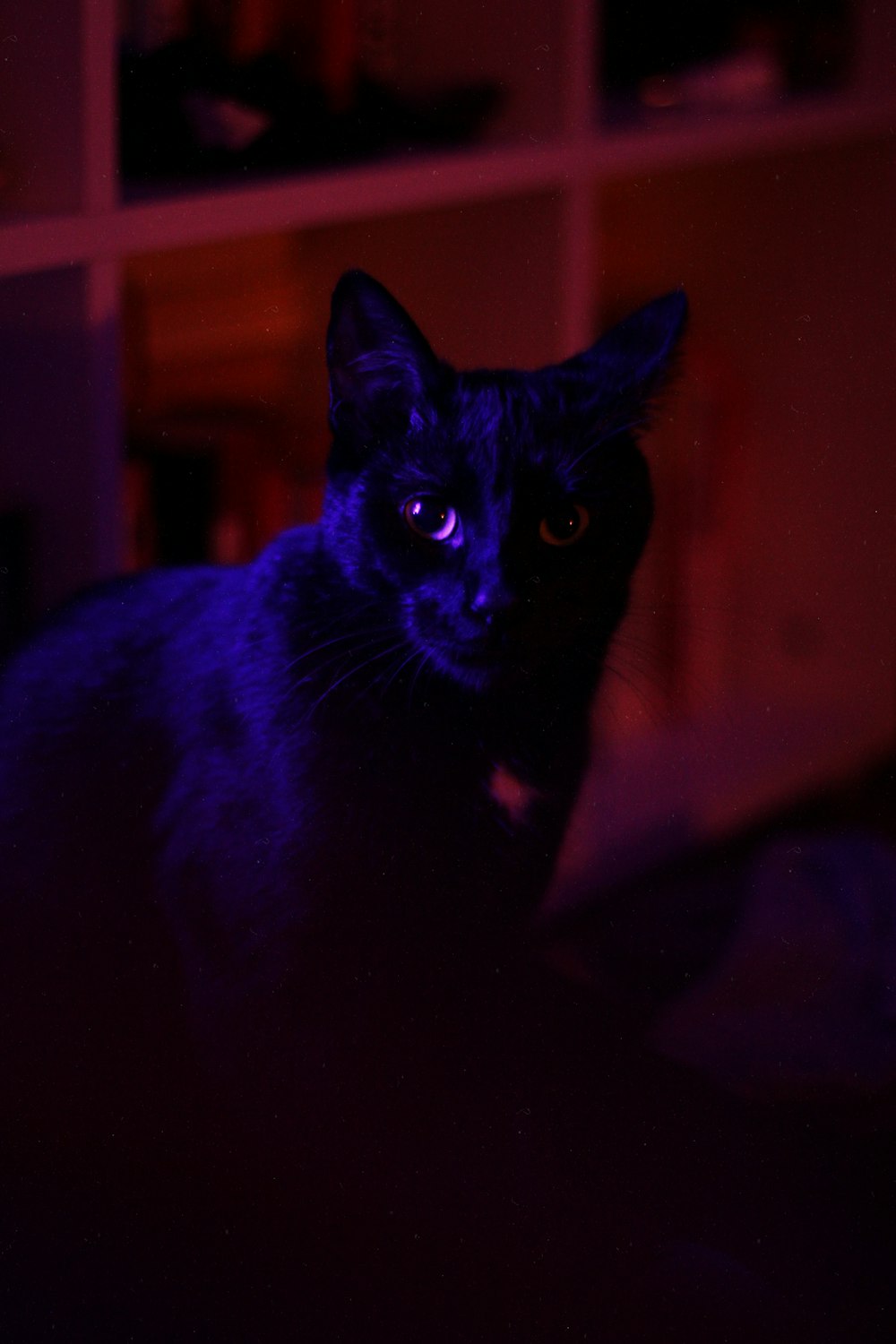 黒猫のセレクティブフォーカス撮影