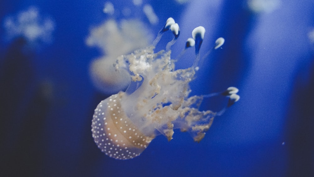 foco seletivo de águas-vivas em fotografia subaquática
