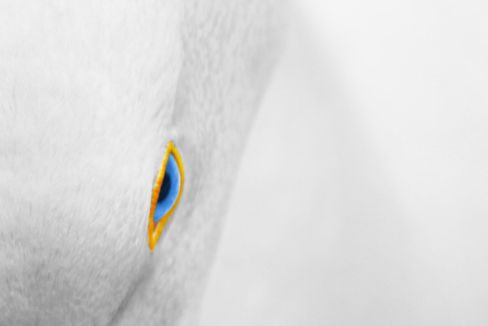 um close up de um bichinho de pelúcia com um olho azul