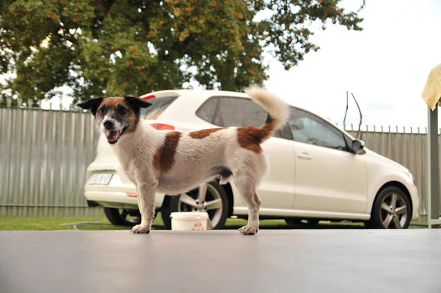 A cheerful furvela van parked outside a cozy home with a happy dog looking out the window.