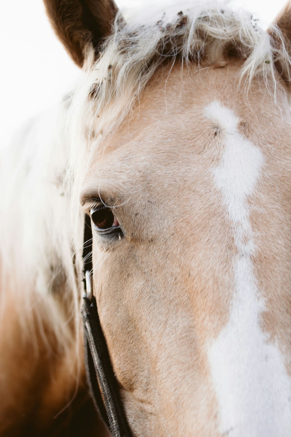 cavallo marrone e bianco