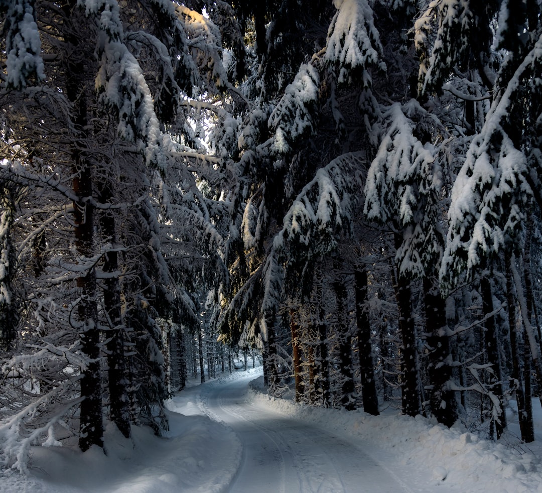 Spruce-fir forest photo spot Spro Oslo