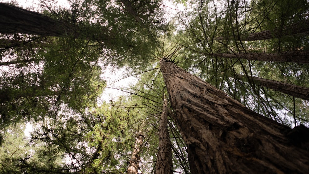 worm's eye view photography of trees