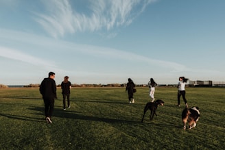 A group of athletic dogs sprinting together on a clean, open field under bright daylight.