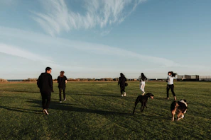 A group of happy dogs playing together in an open, grassy field under a clear sky.