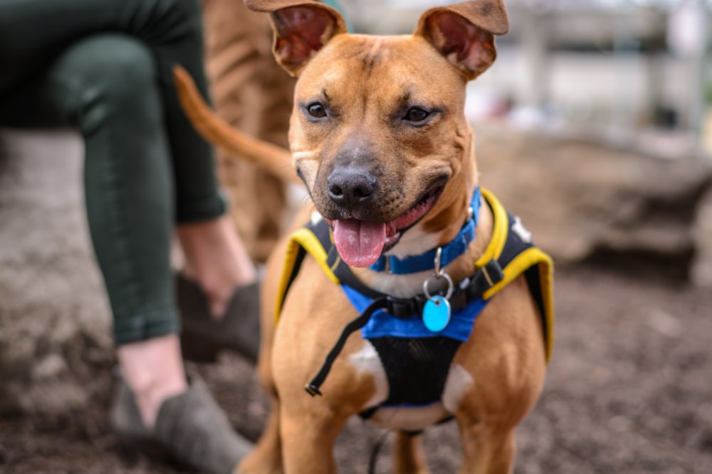 tilt shift photography of short-coated brown dog