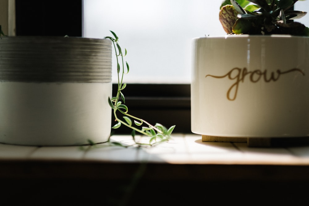 planta de videira de folhas verdes ao lado do vaso branco perto da janela