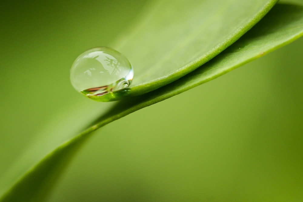 water dew on green leafed