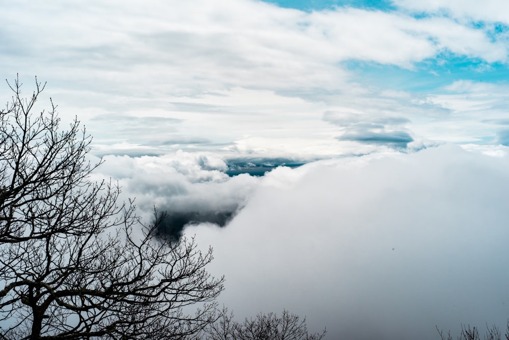 tree beside cloudy sky