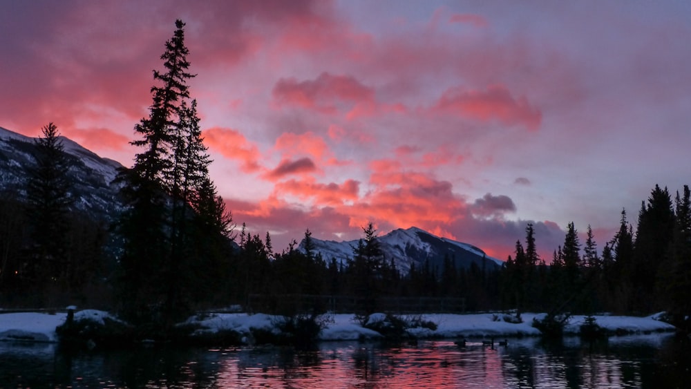 silhouette of trees near body of water