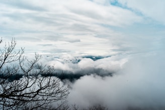 withered tree covered with clouds