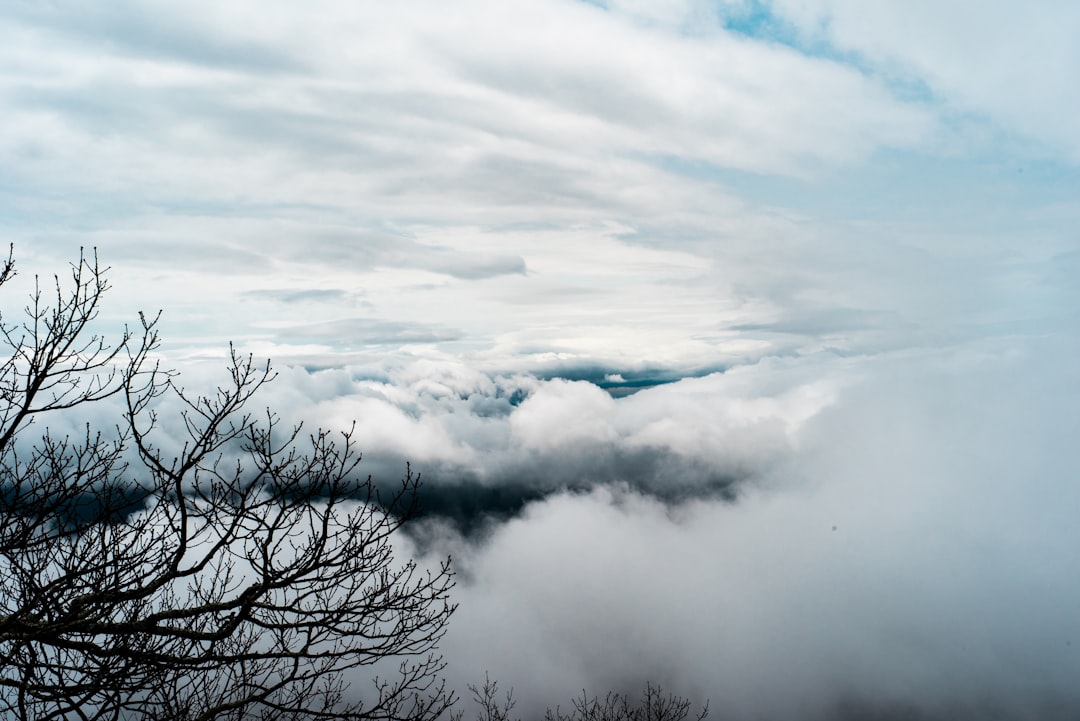 withered tree covered with clouds