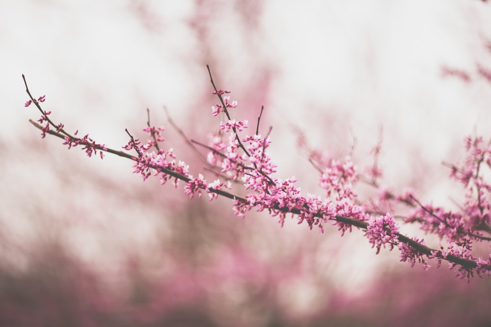 selective focus of cherry blossom tree