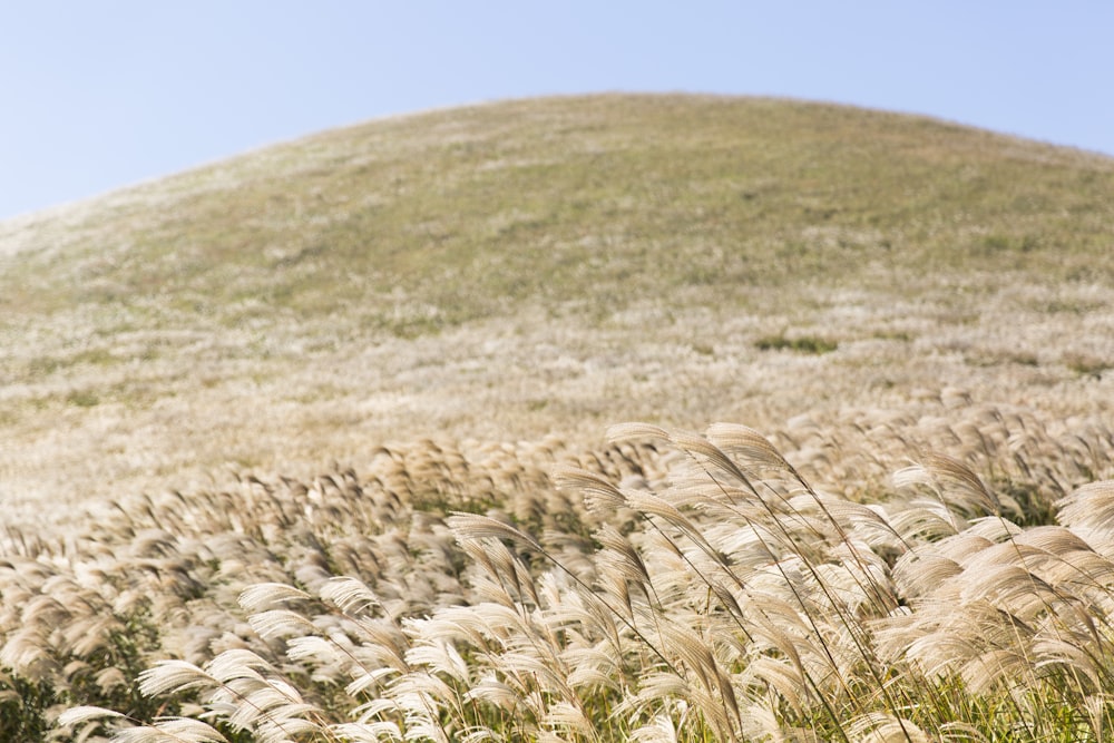 colline couverte d’herbe blanche