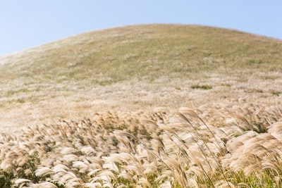 white grass covered hill cesar chavez day zoom background