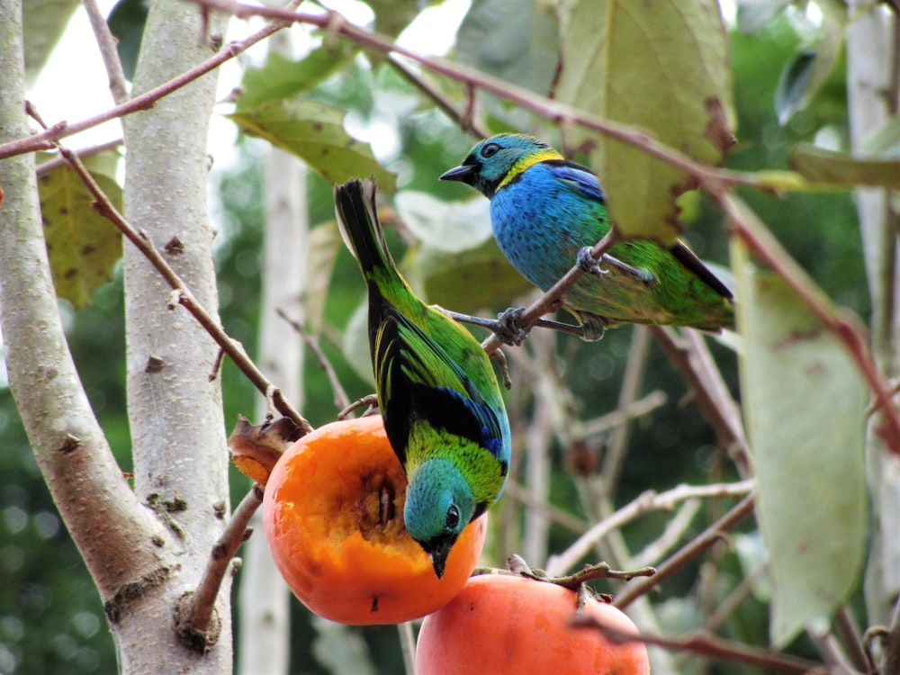 two blue-and0-green birds perched on tree branch in closeup photography