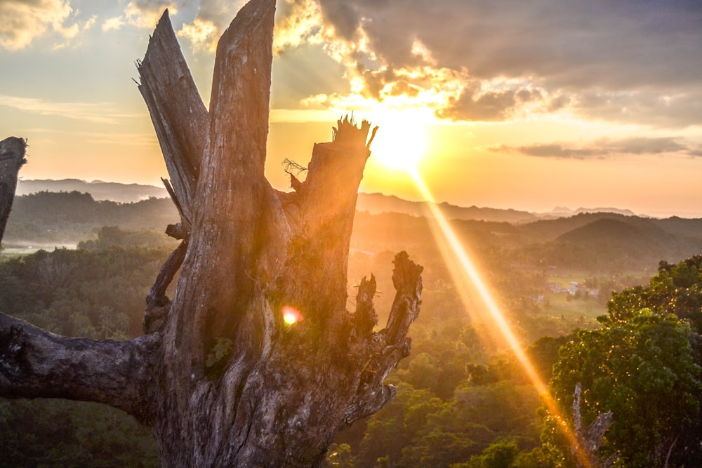 aerial photo of forest during sunset