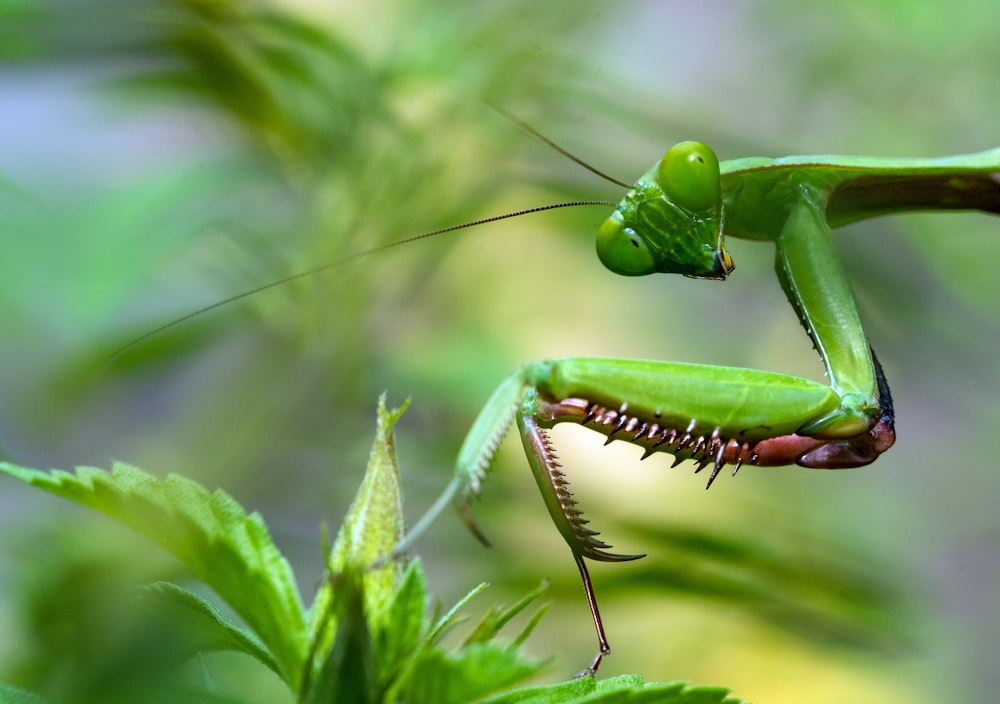 green mantis near green plant