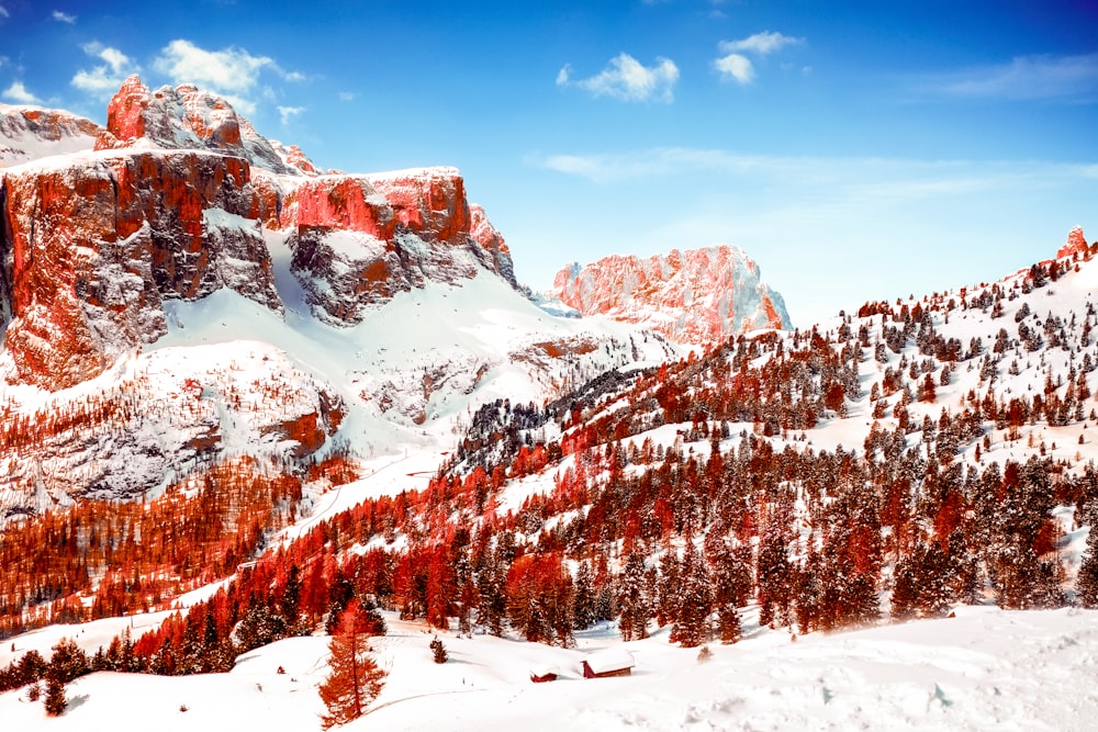 montagne innevate e alberi dalle foglie rosse durante il giorno