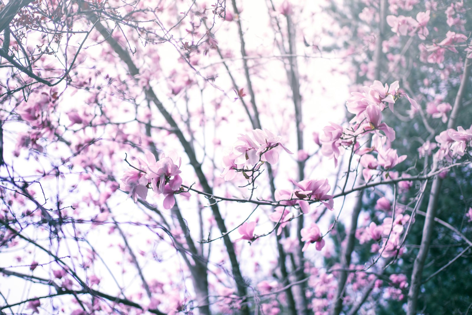 Leica M (Typ 240) sample photo. Pink petaled flowers at photography