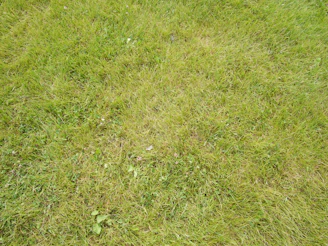 Photo of a backyard lawn with tall, uneven grass and scattered weeds before maintenance.