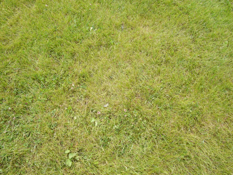 Photo of a backyard lawn with tall, uneven grass and scattered weeds before maintenance.