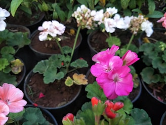 Various pots contain vibrant flowering geraniums with bright pink, red, and soft white blooms. The flowers are surrounded by green leaves and set against a background of dark soil. The plants are arranged closely together, suggesting a garden or nursery setting.