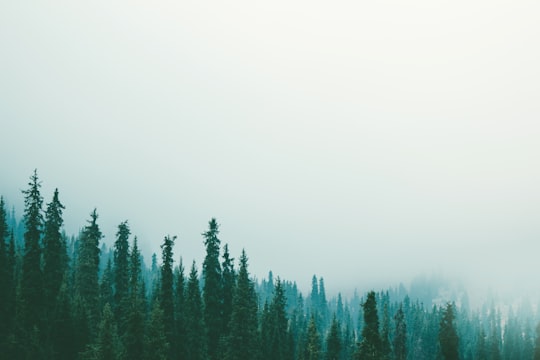 white fogs on green tree in Almaty Kazakhstan