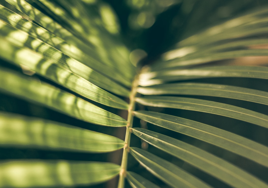 Foulards en soie naturelle