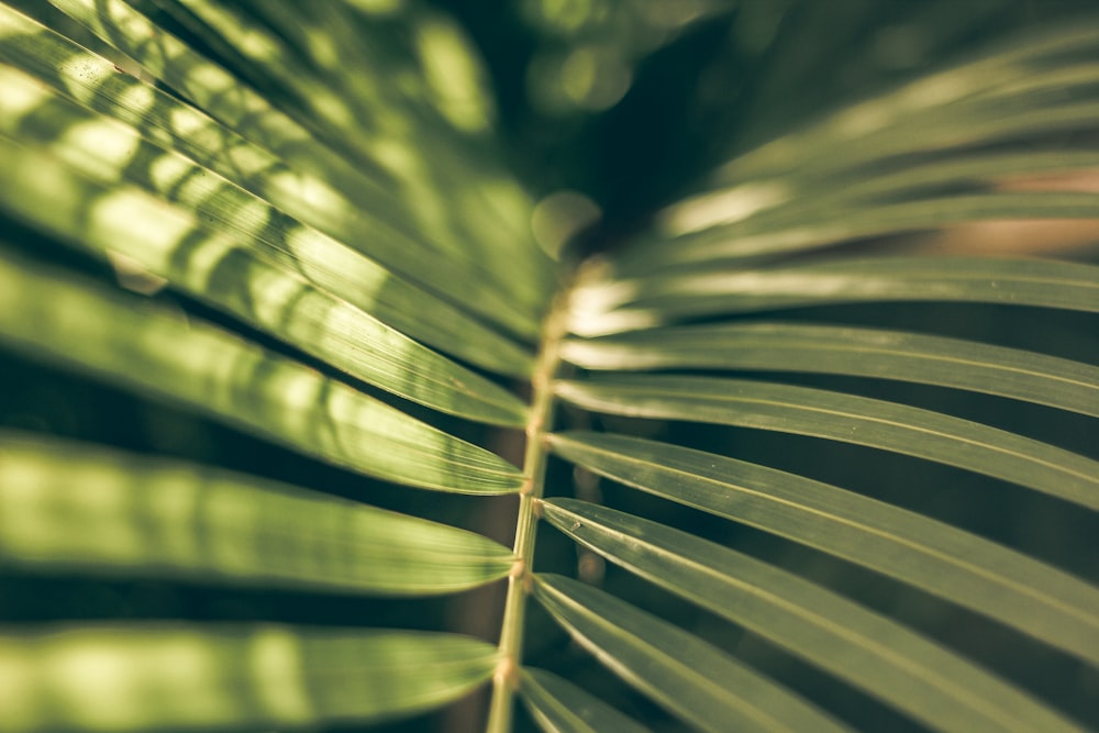 macro shot of leaf