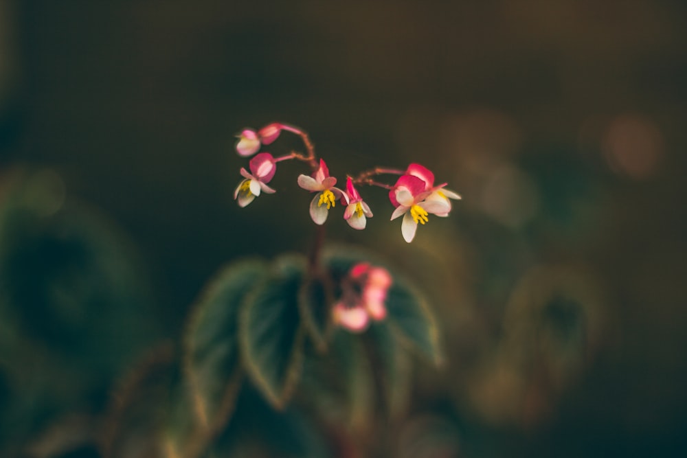 selective focus photography of red petaled flowers