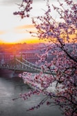 landscape photography of bridge