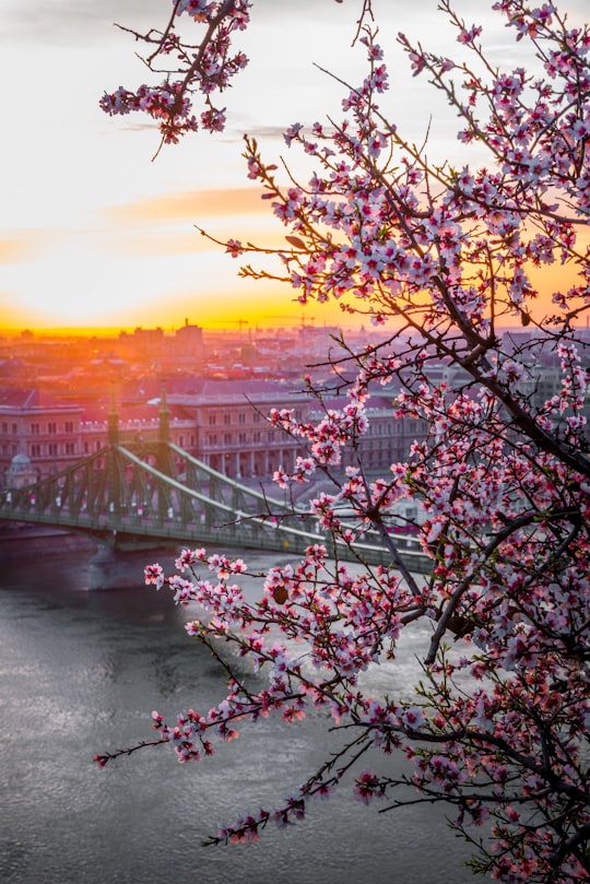 landscape photography of bridge in Liberty Bridge Hungary