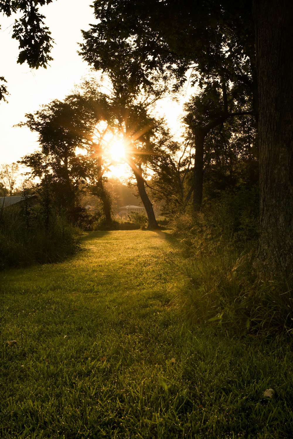 green grass field during sunrise