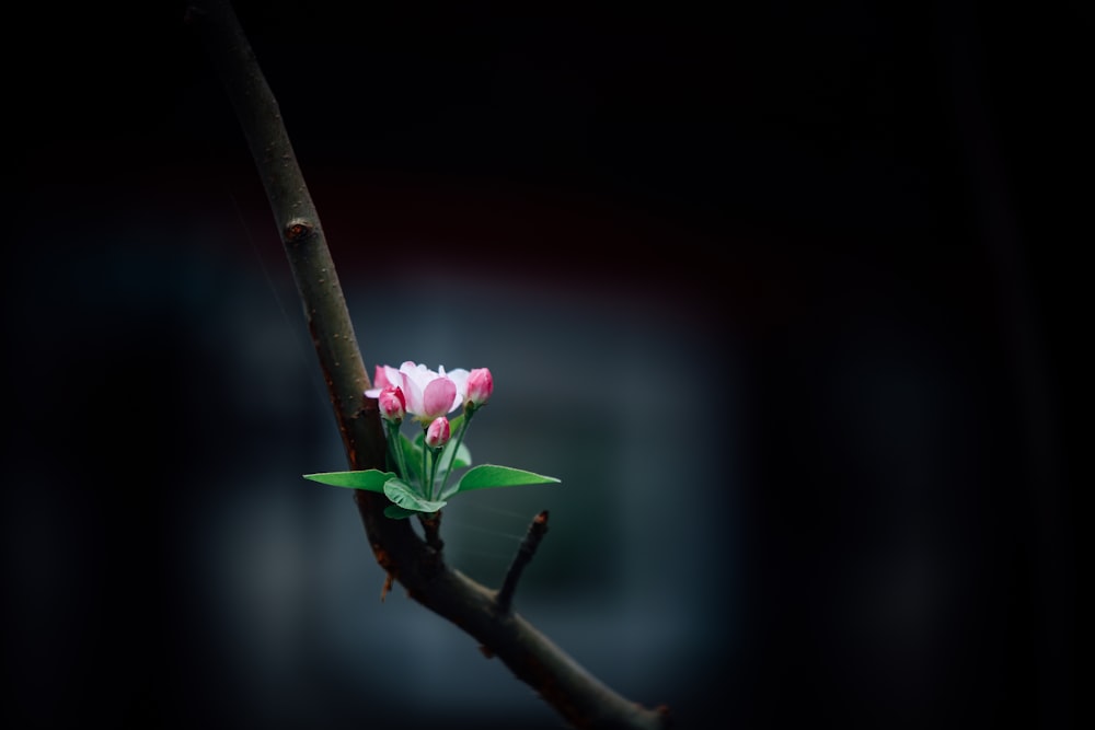 selective focus of pink petaled flower