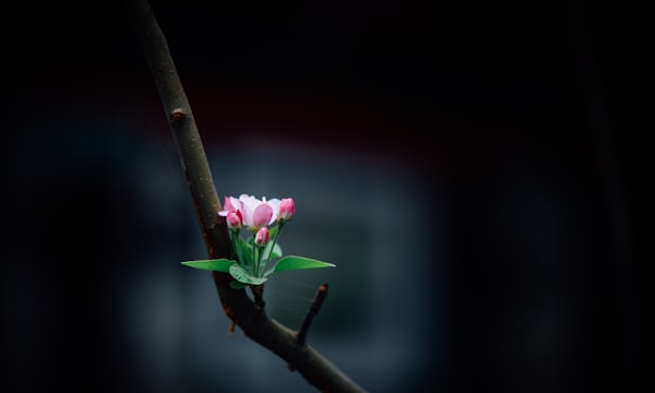 selective focus of pink petaled flower