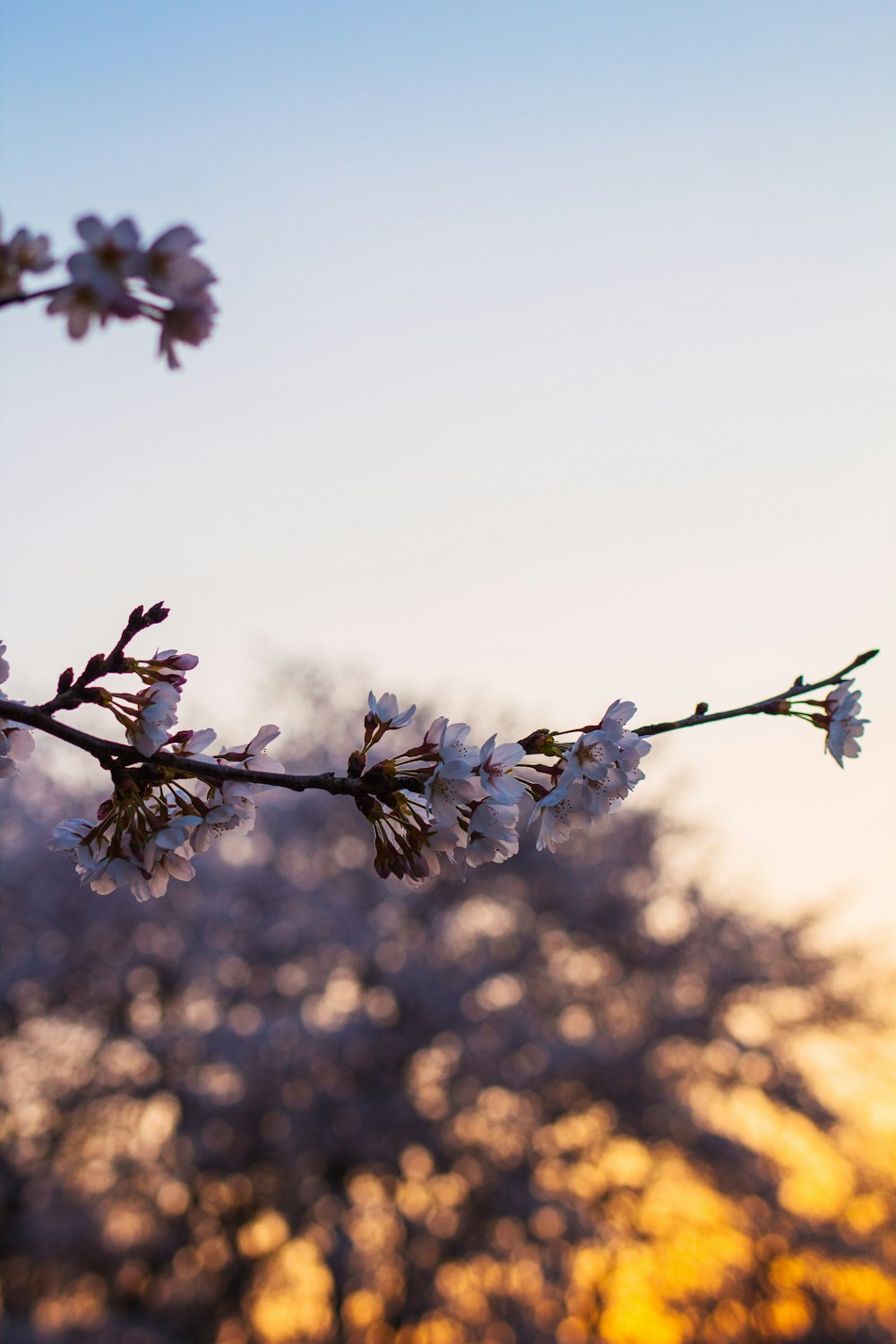 white petaled flower under blue sky