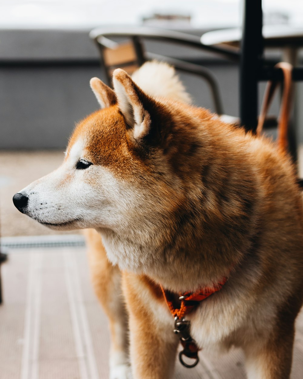 dog standing near the table