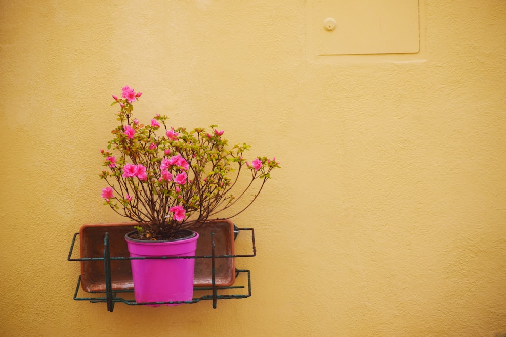 pink petaled flowers