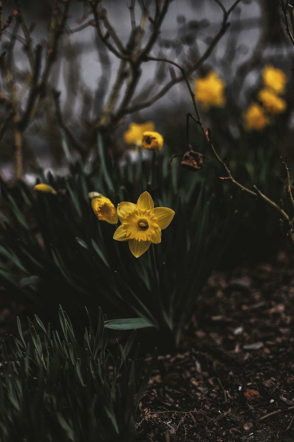 Fotografía de enfoque selectivo de flor de narciso silvestre amarillo