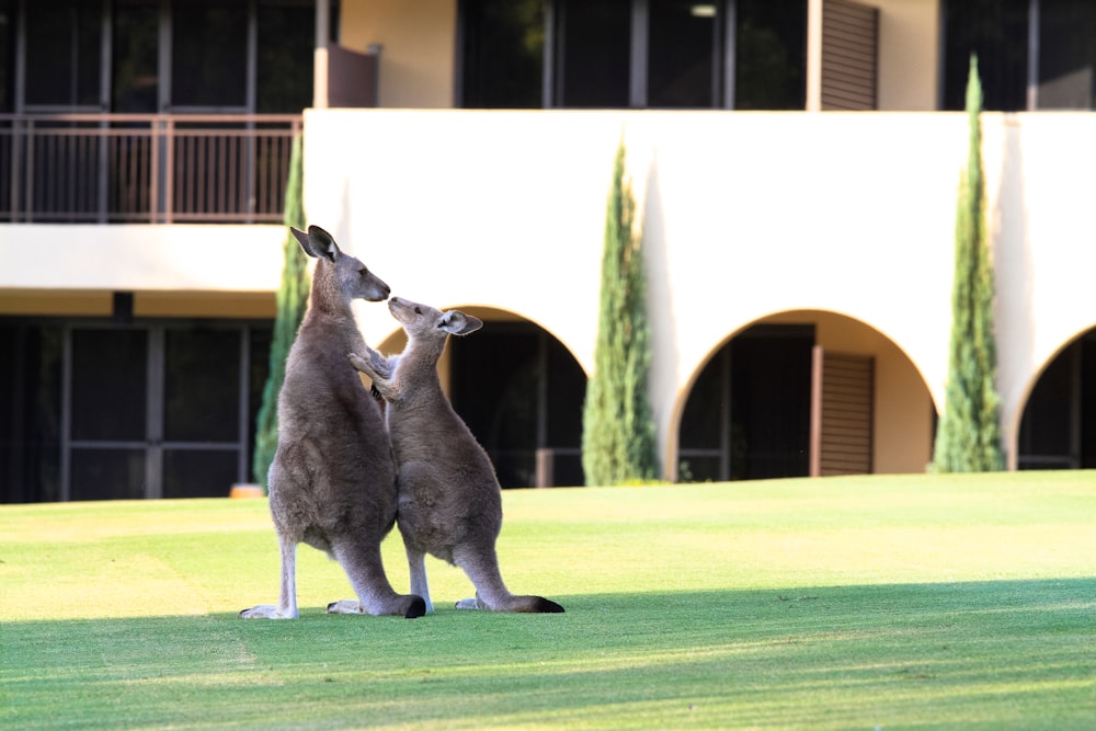 two kangaroo standing in front of building