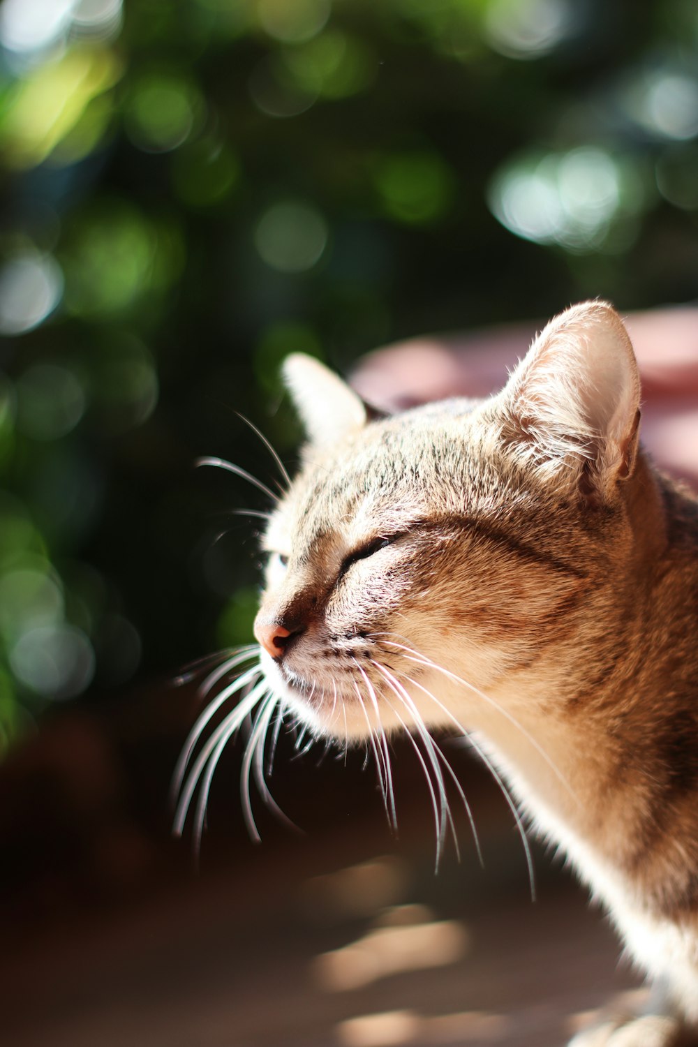 tilt shift lens photography of brown tabby cat