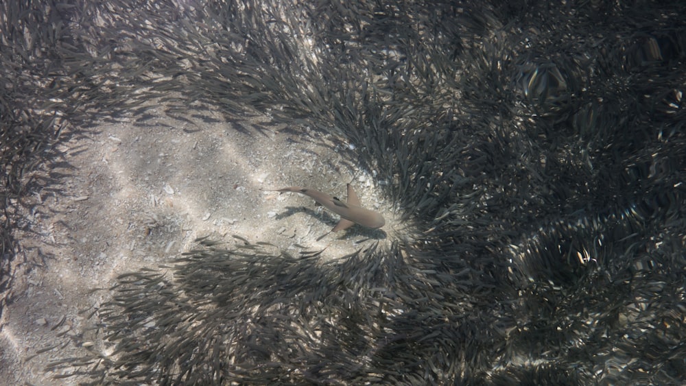 Requin gris entouré de poissons