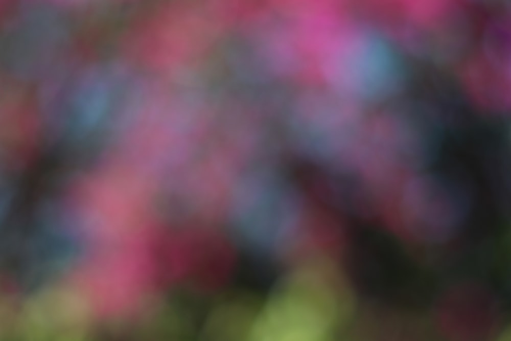 Una foto sfocata di un albero con fiori rosa