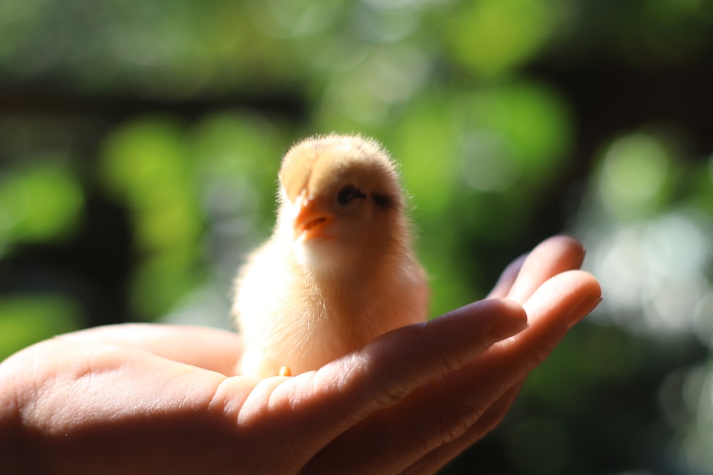 bokeh photography of chick on person's hand
