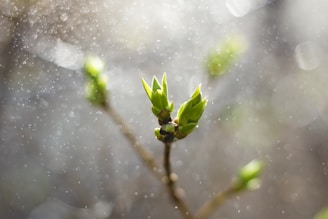 The birth of Growth Luminance to help organisations with mental wellness and destress.
