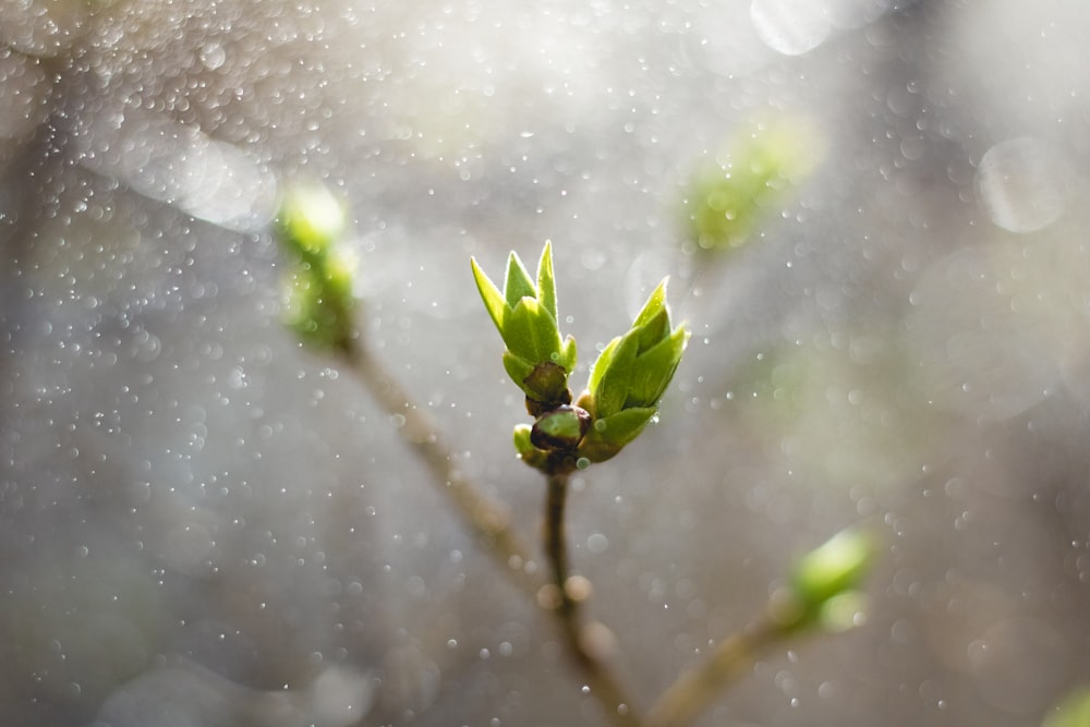 pianta a foglia verde