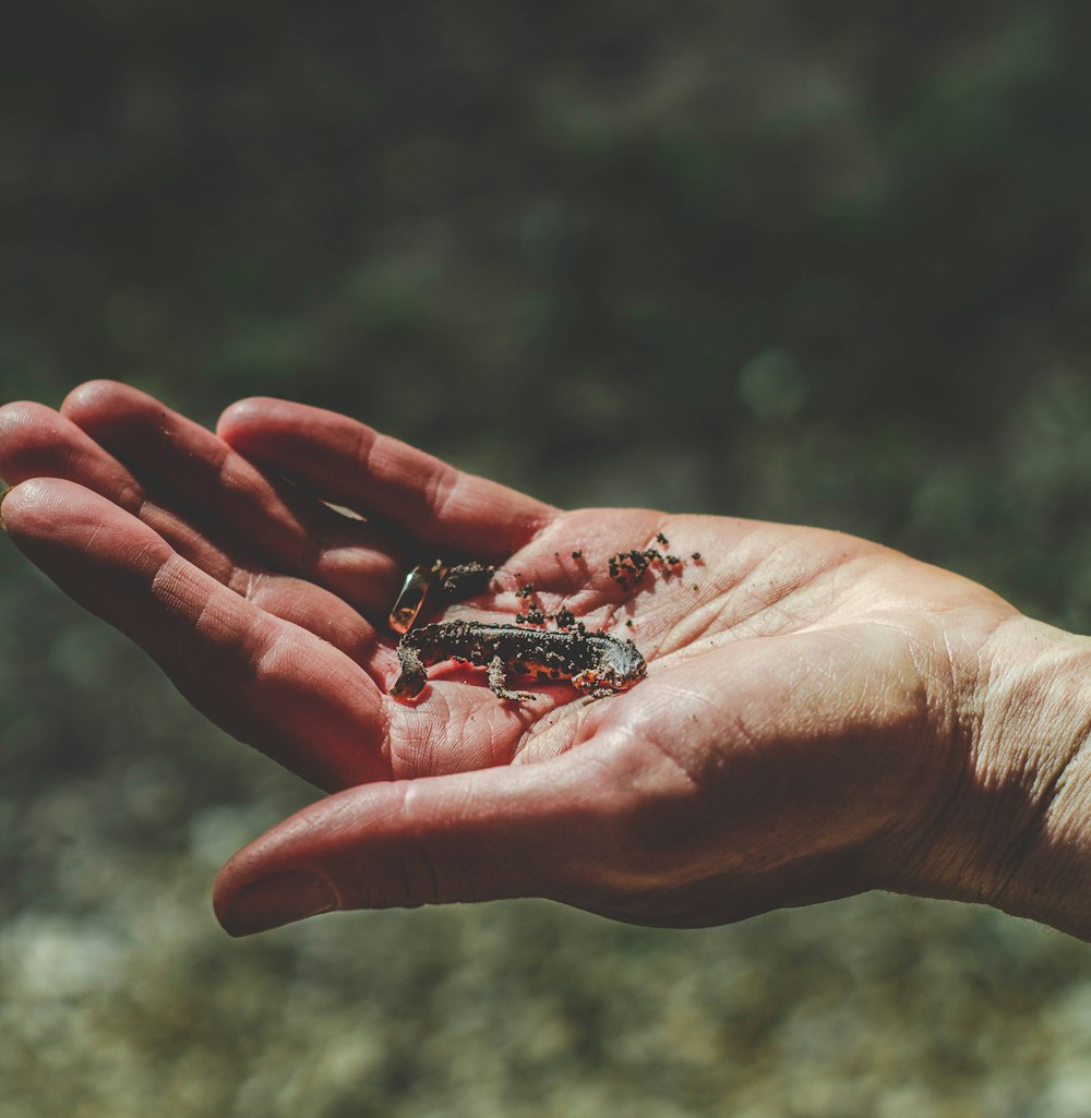 skink on person palm